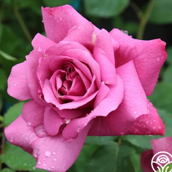 Heirloom Roses Heirloom