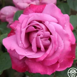 Heirloom Roses Heirloom