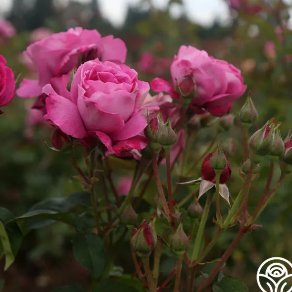 Heirloom Roses Heirloom