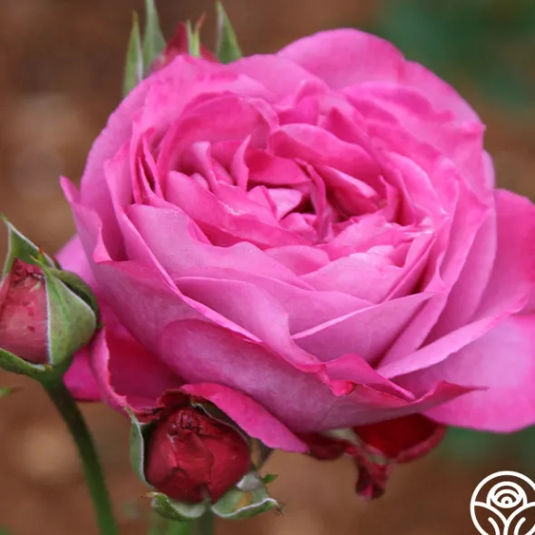 Heirloom Roses Heirloom