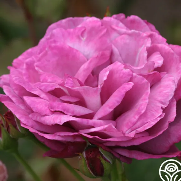 Heirloom Roses Heirloom
