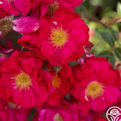 Heirloom Roses Henry Kelsey Sale