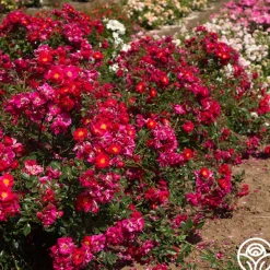 Heirloom Roses Henry Kelsey Sale
