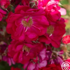 Heirloom Roses Henry Kelsey Sale