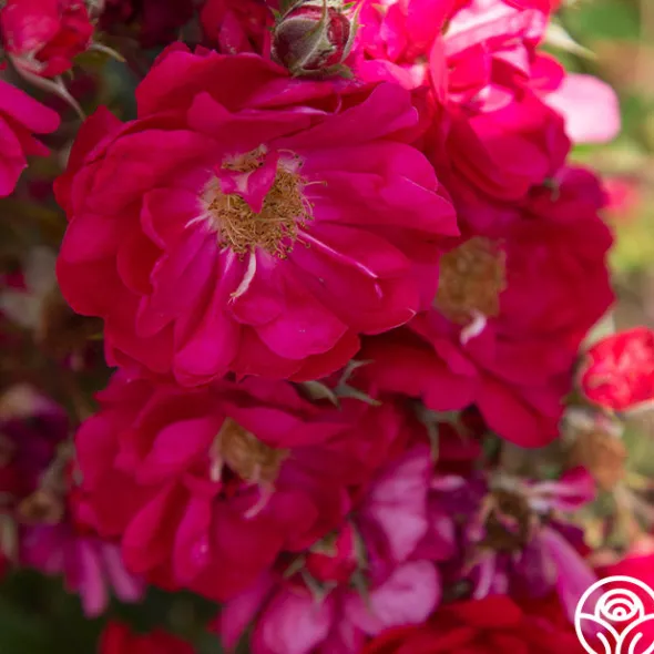 Heirloom Roses Henry Kelsey Sale