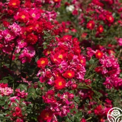 Heirloom Roses Henry Kelsey Sale
