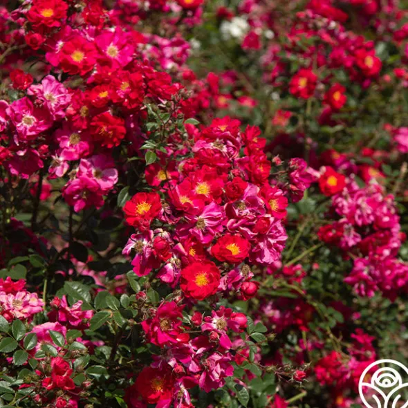 Heirloom Roses Henry Kelsey Sale