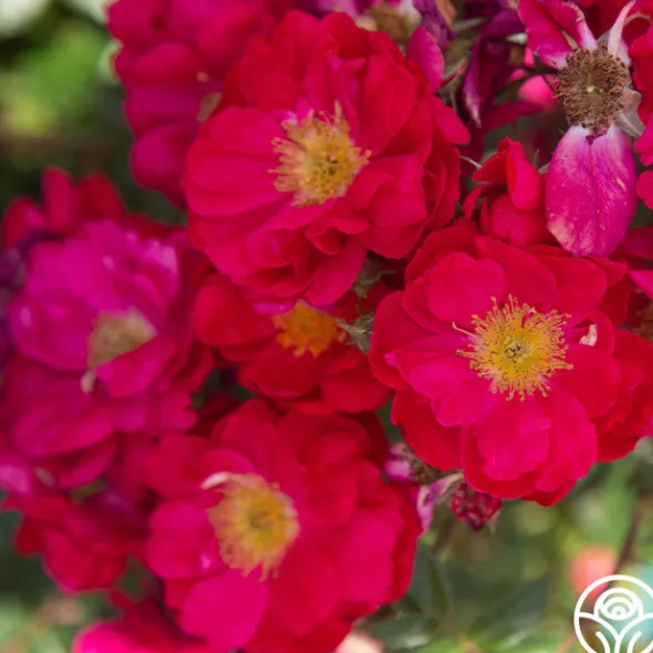 Heirloom Roses Henry Kelsey Sale