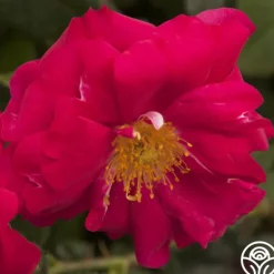 Heirloom Roses Henry Kelsey Sale