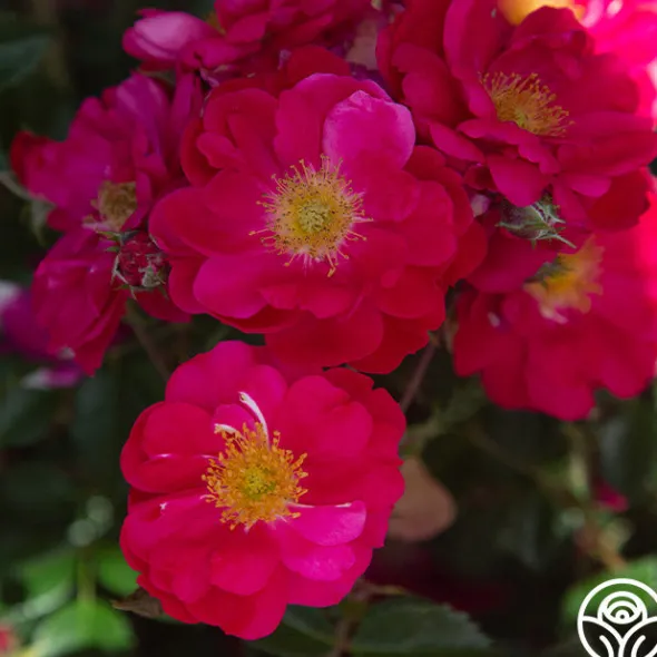 Heirloom Roses Henry Kelsey Sale