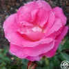 Heirloom Roses Hermina Sale