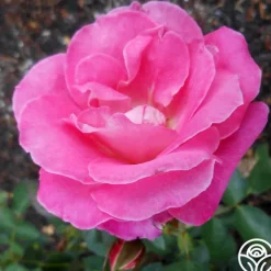 Heirloom Roses Hermina Sale