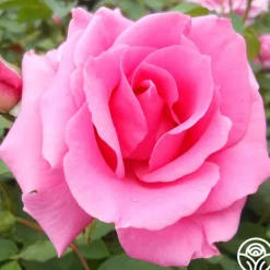 Heirloom Roses Hi, Neighbor Hot