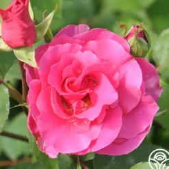 Heirloom Roses Hi, Neighbor Hot