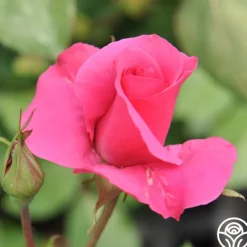Heirloom Roses Hi, Neighbor Hot