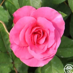 Heirloom Roses Hi, Neighbor Hot