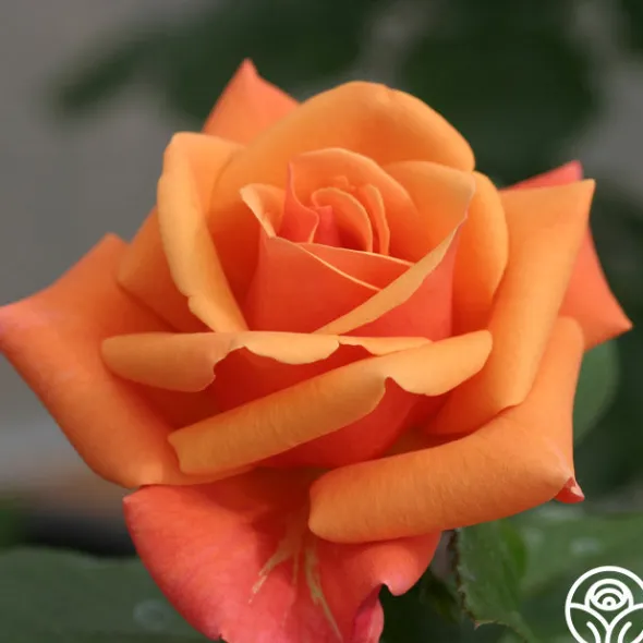 Heirloom Roses High Sheriff™ Discount