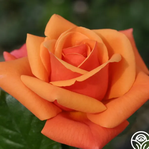 Heirloom Roses High Sheriff™ Discount