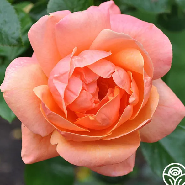 Heirloom Roses High Sheriff™ Discount