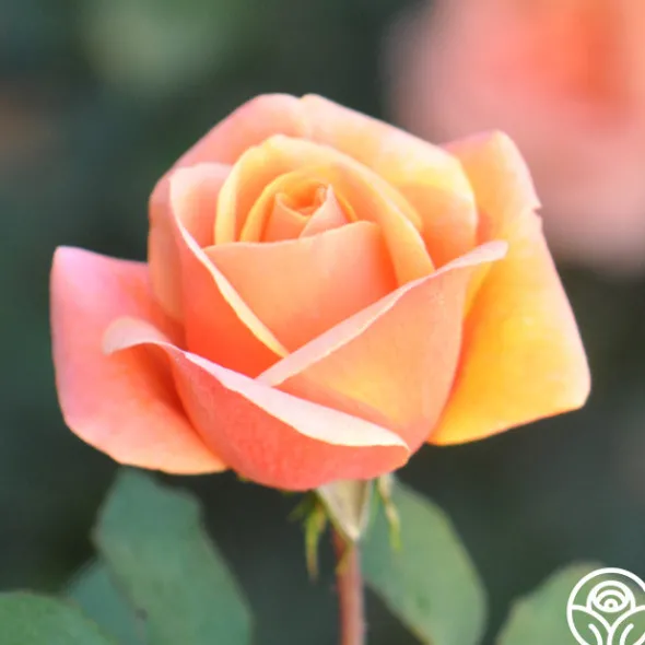 Heirloom Roses High Sheriff™ Discount