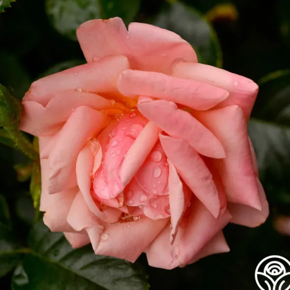 Heirloom Roses High Sheriff™ Discount