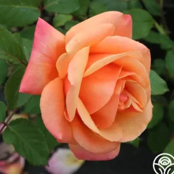 Heirloom Roses High Sheriff™ Discount