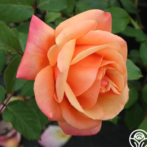 Heirloom Roses High Sheriff™ Discount