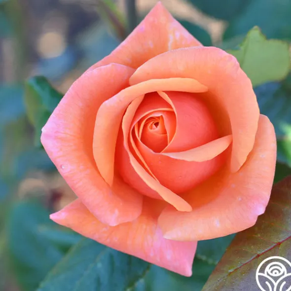 Heirloom Roses High Sheriff™ Discount