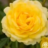Heirloom Roses High Voltage Hot