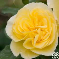 Heirloom Roses High Voltage Hot