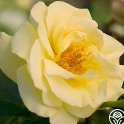 Heirloom Roses High Voltage Hot