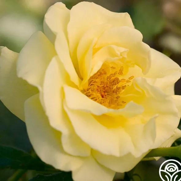 Heirloom Roses High Voltage Hot