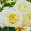 Heirloom Roses Highfield® Sale