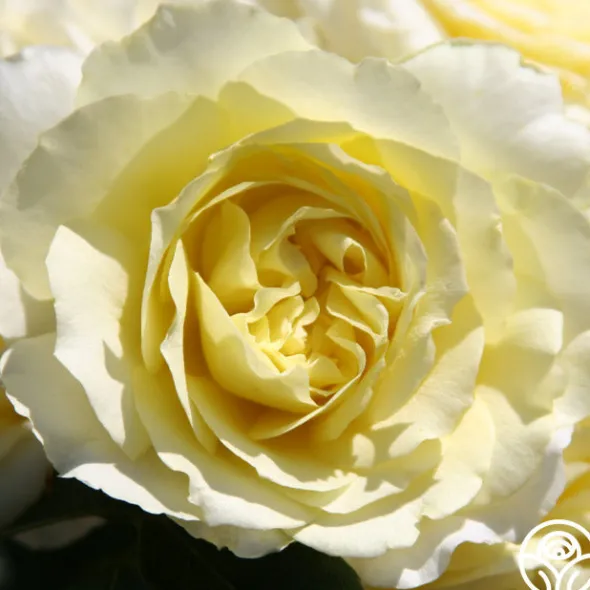 Heirloom Roses Highfield® Sale