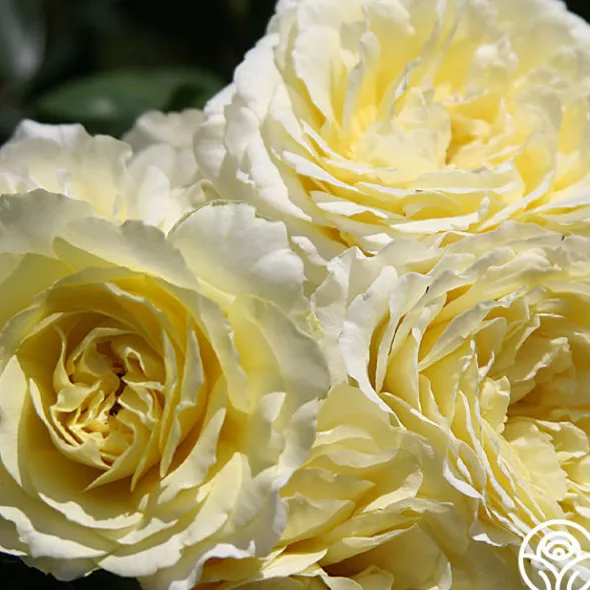 Heirloom Roses Highfield® Sale