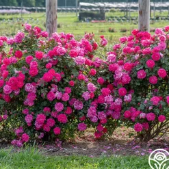 Heirloom Roses Highwire Flyer™ Clearance