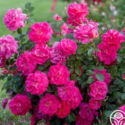 Heirloom Roses Highwire Flyer™ Clearance