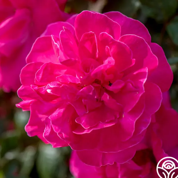 Heirloom Roses Highwire Flyer™ Clearance