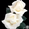 Heirloom Roses Home And Family™