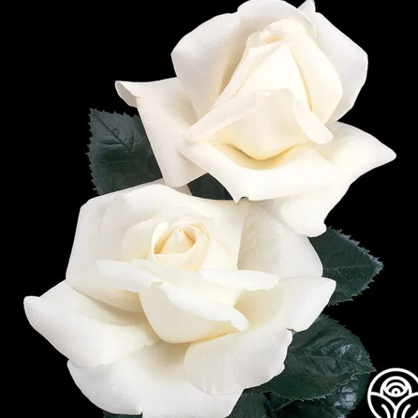 Heirloom Roses Home And Family™