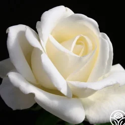 Heirloom Roses Home And Family™