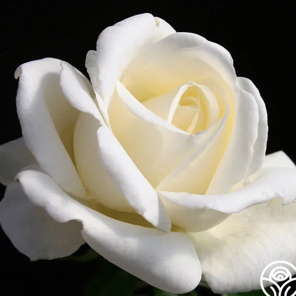 Heirloom Roses Home And Family™