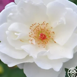 Heirloom Roses Home And Family™