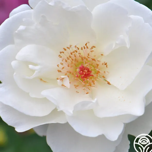Heirloom Roses Home And Family™