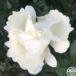 Heirloom Roses Home And Family™