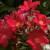 Heirloom Roses Home Run™ Clearance