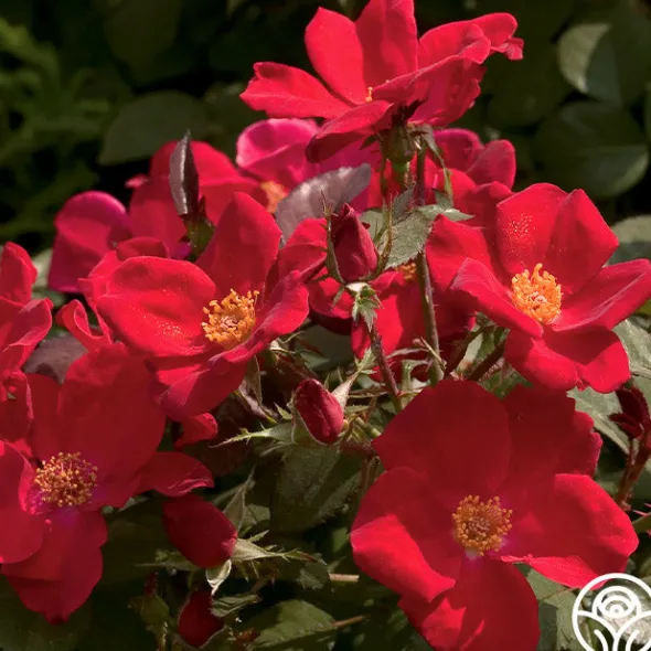 Heirloom Roses Home Run™ Clearance