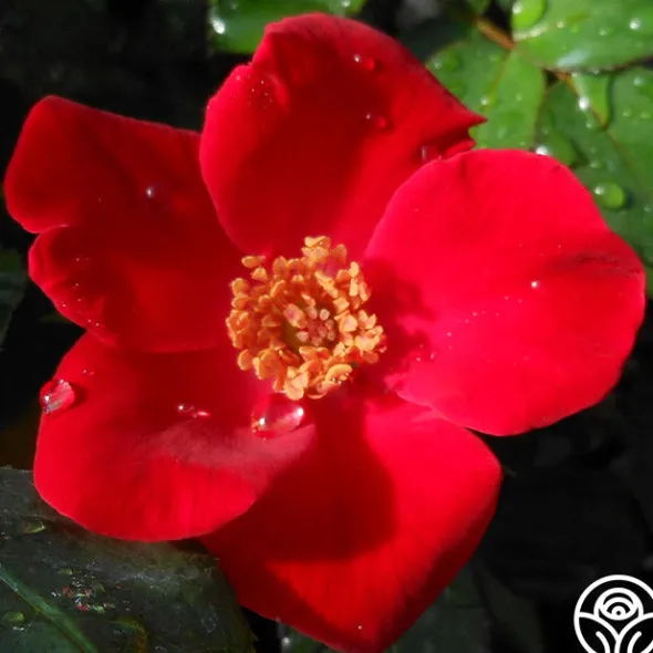 Heirloom Roses Home Run™ Clearance