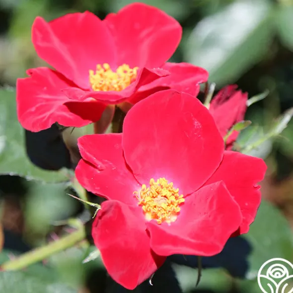 Heirloom Roses Home Run™ Clearance