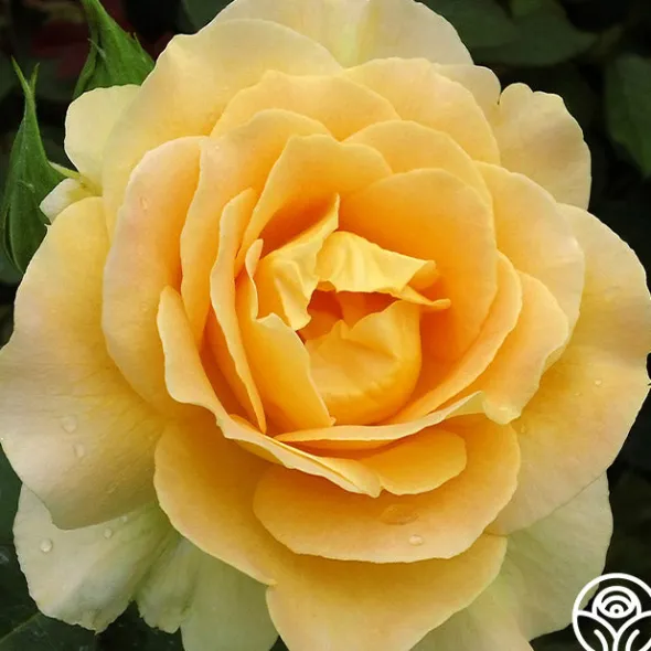 Heirloom Roses Honey Bouquet Best